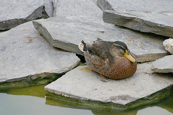 gal/Les oiseaux Parc Montsouris et ailleurs/oiseau_01.jpg